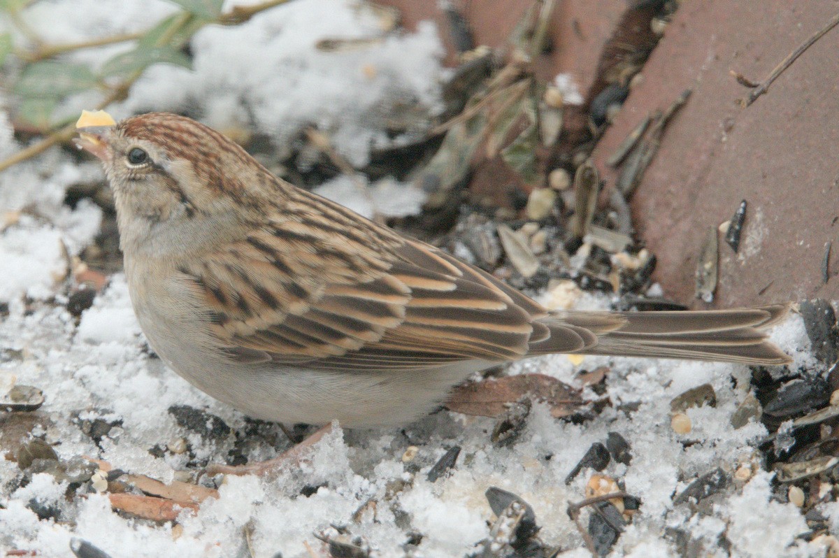 Chipping Sparrow - ML628414246