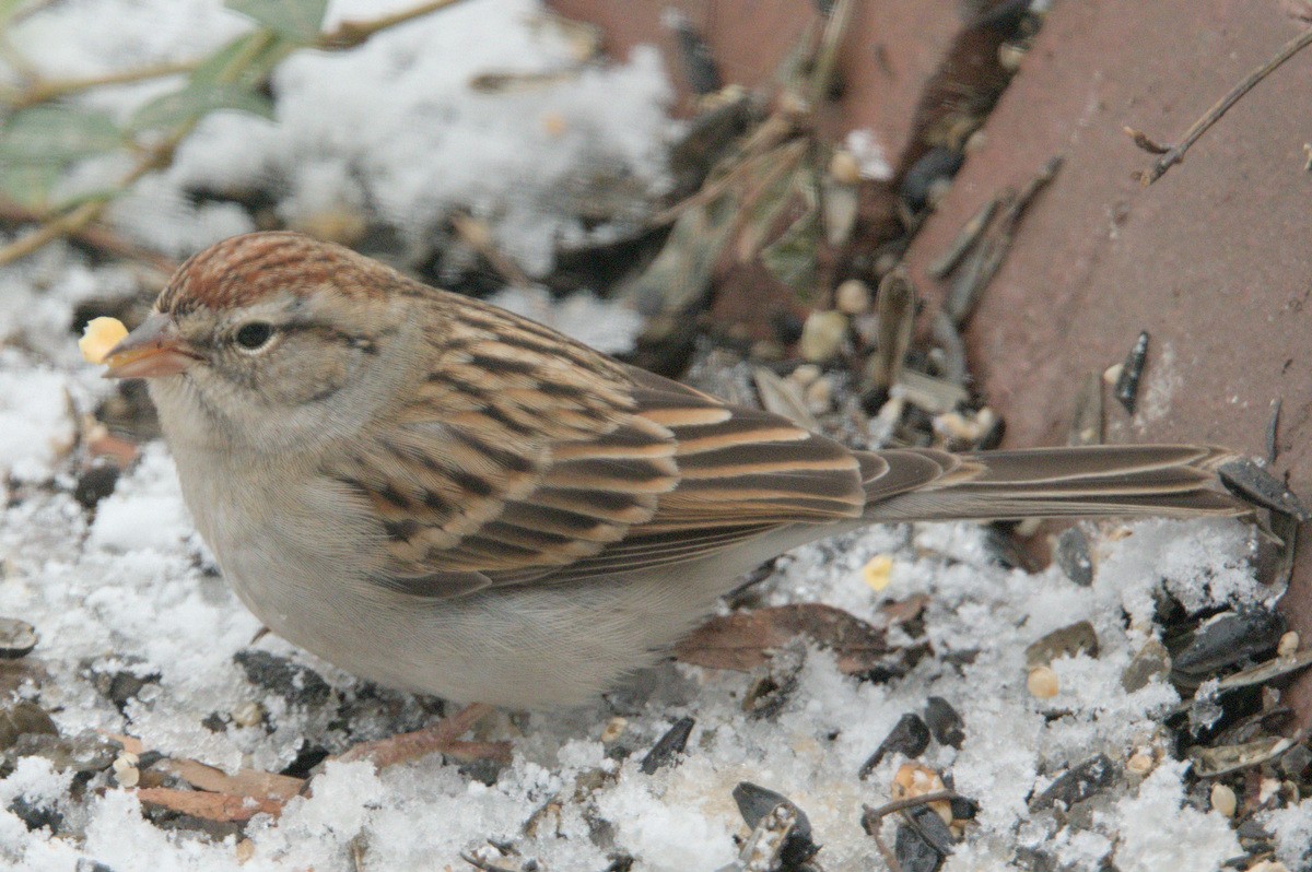 Chipping Sparrow - ML628414247