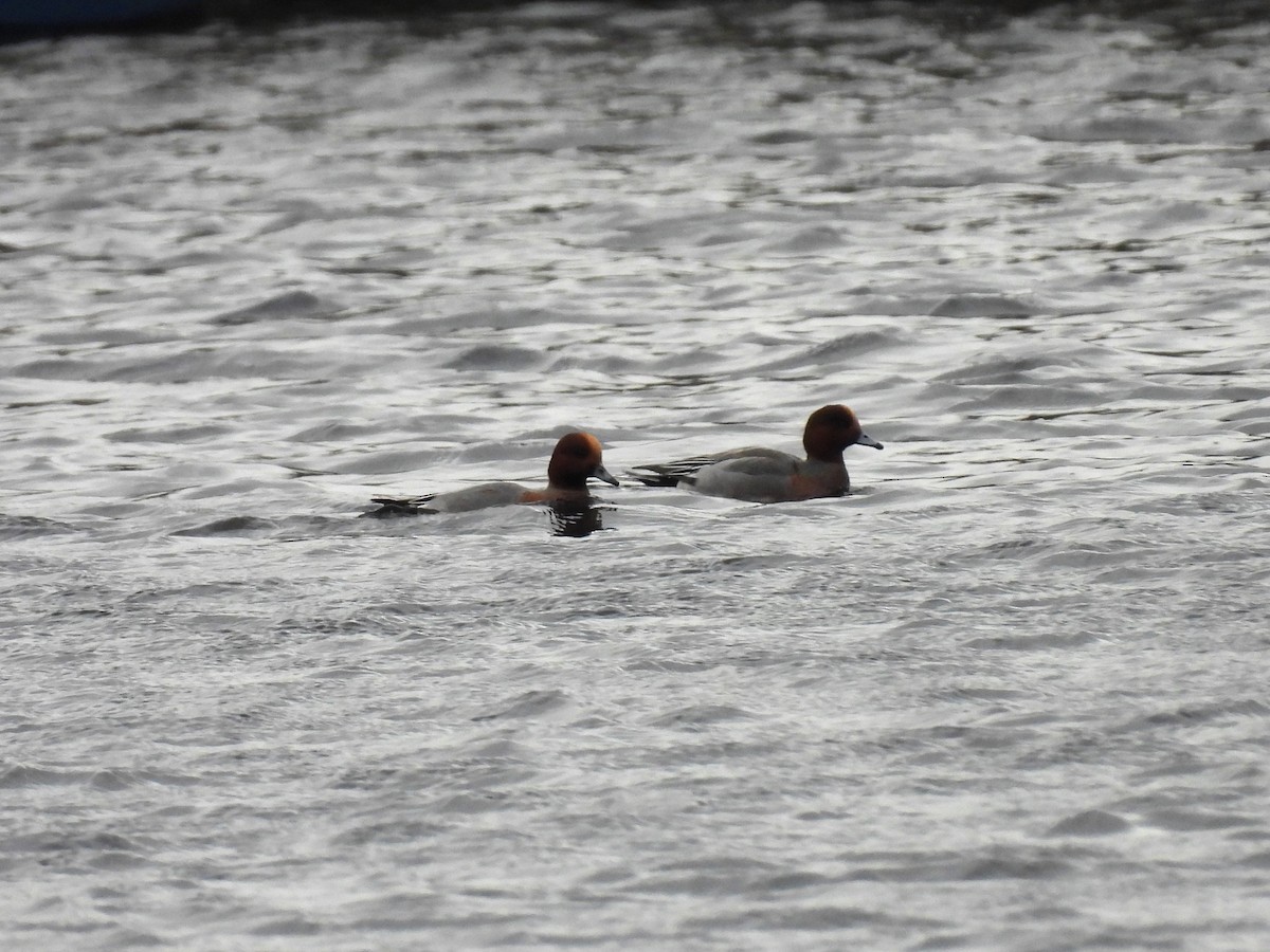 Eurasian Wigeon - ML628414255