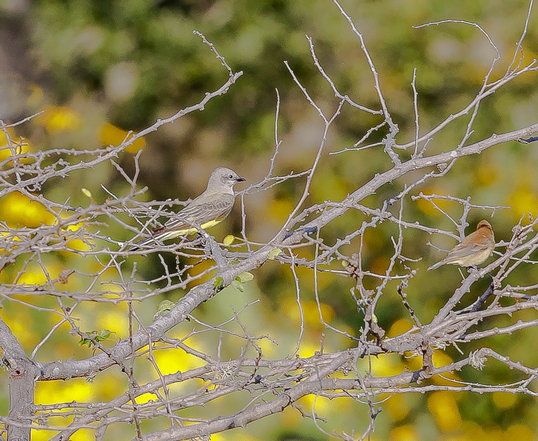 Western Kingbird - ML628414298