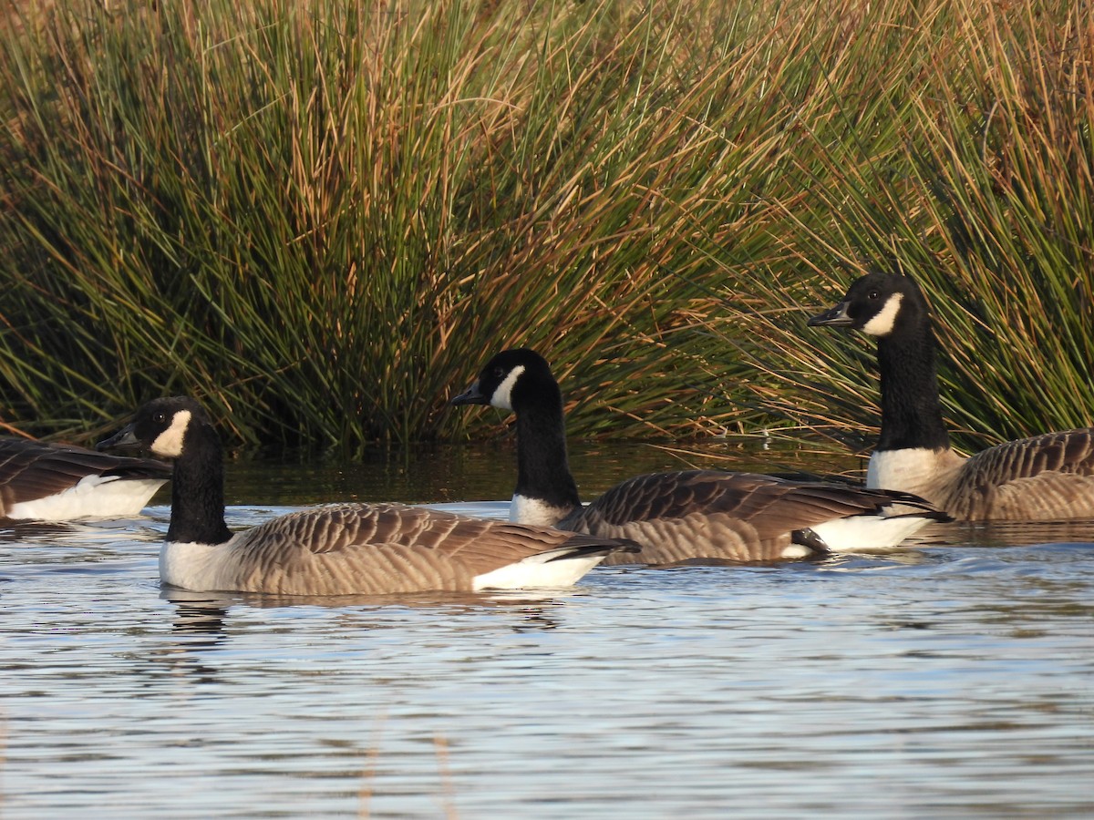 Canada Goose - ML628414362