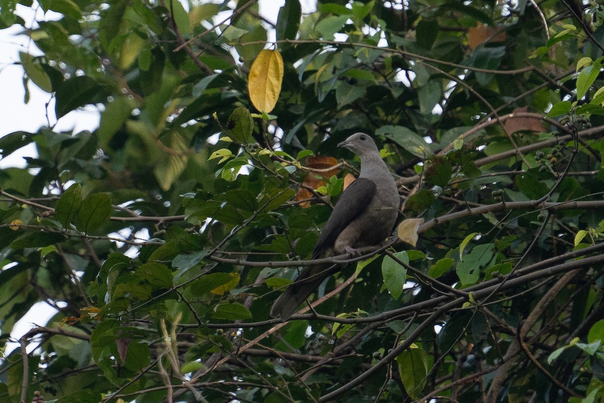 Malabar Imperial-Pigeon - ML628414364