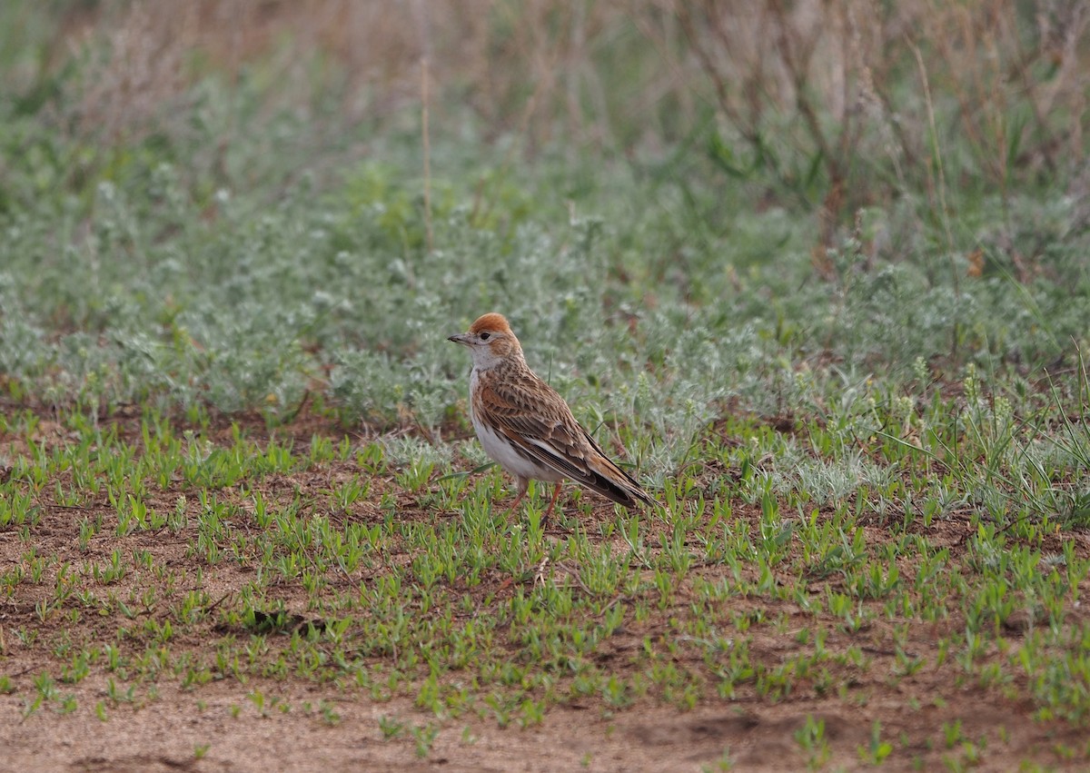 White-winged Lark - ML628414383