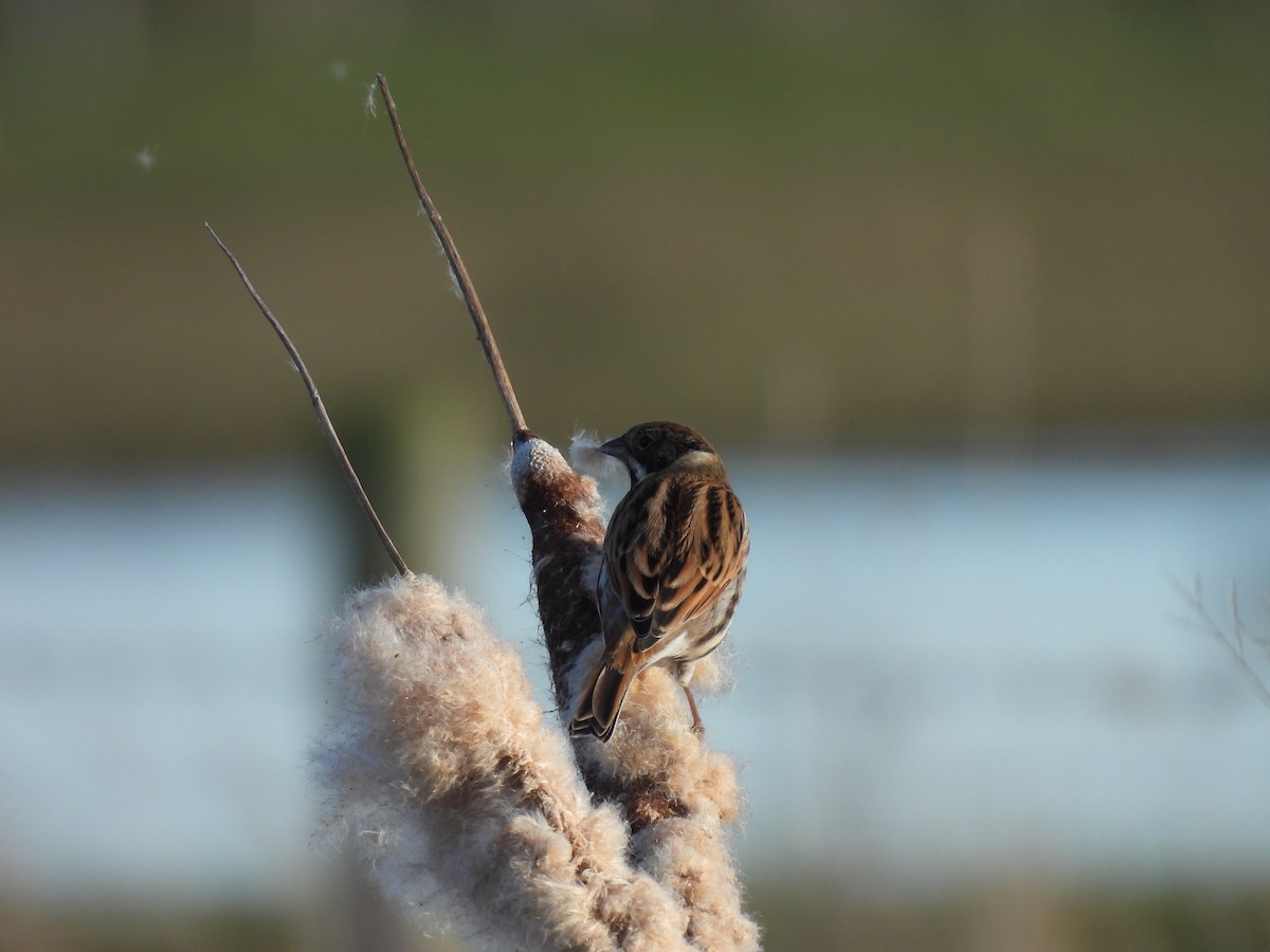 Reed Bunting - ML628414394