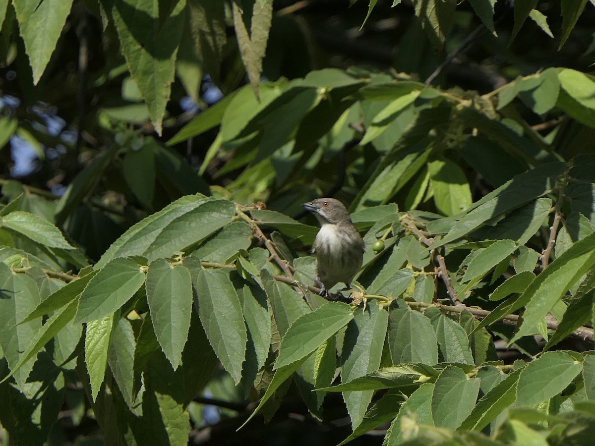 Thick-billed Flowerpecker - ML628414411