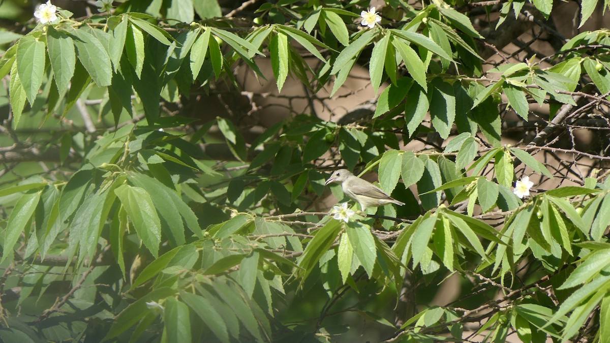 Pale-billed Flowerpecker - ML628414426