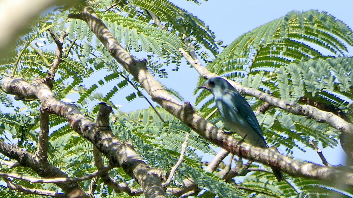 Verditer Flycatcher - ML628414449