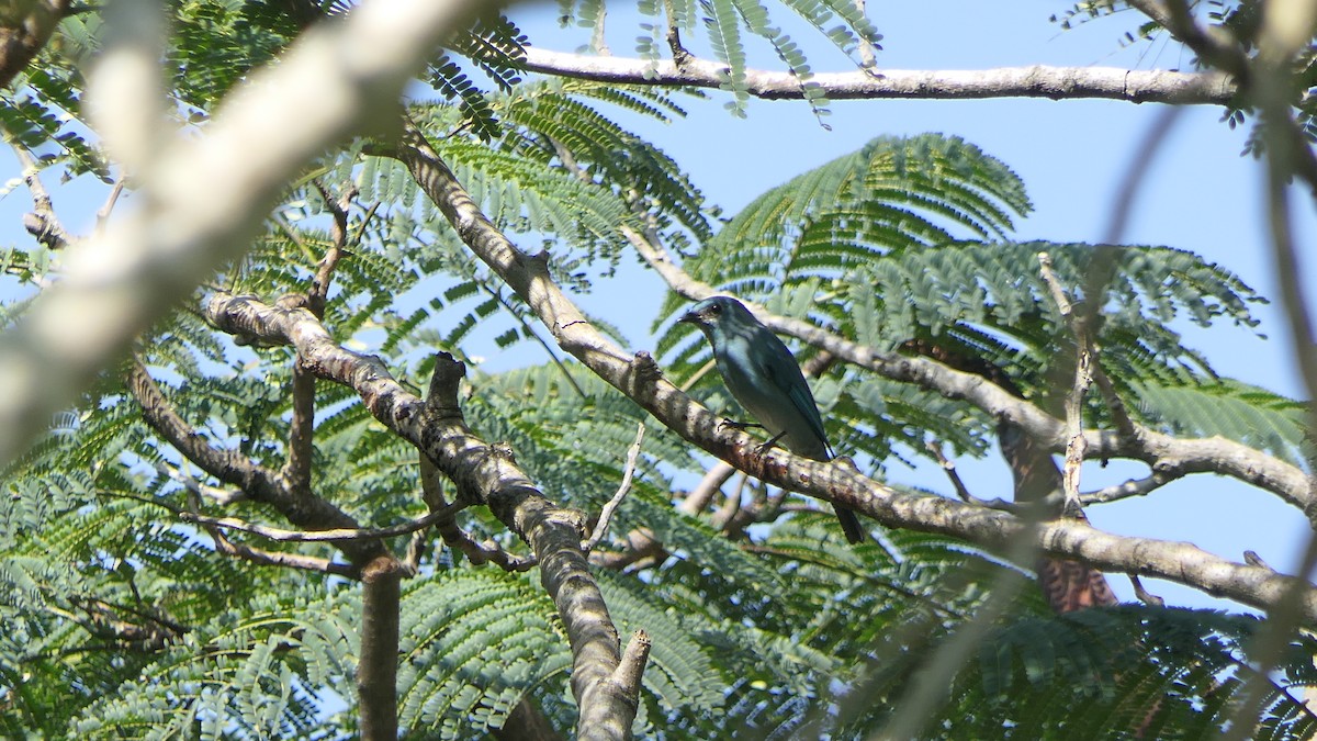 Verditer Flycatcher - ML628414450