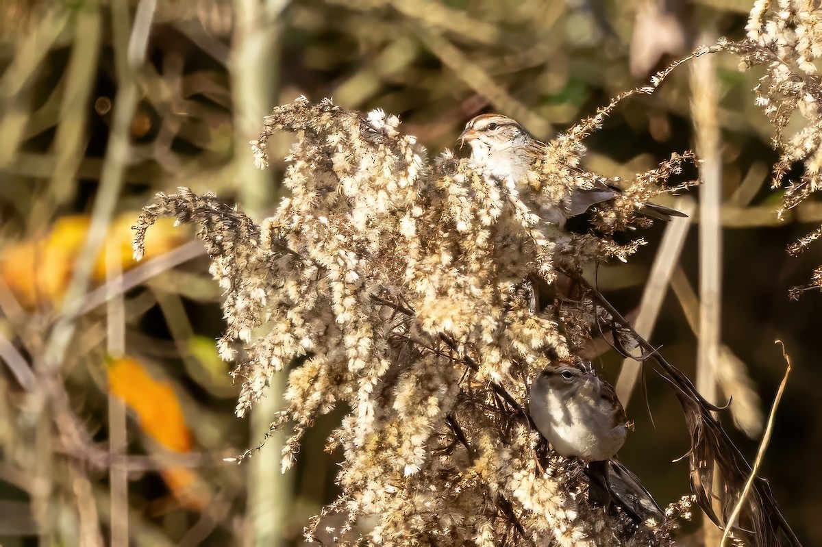 Chipping Sparrow - ML628414678