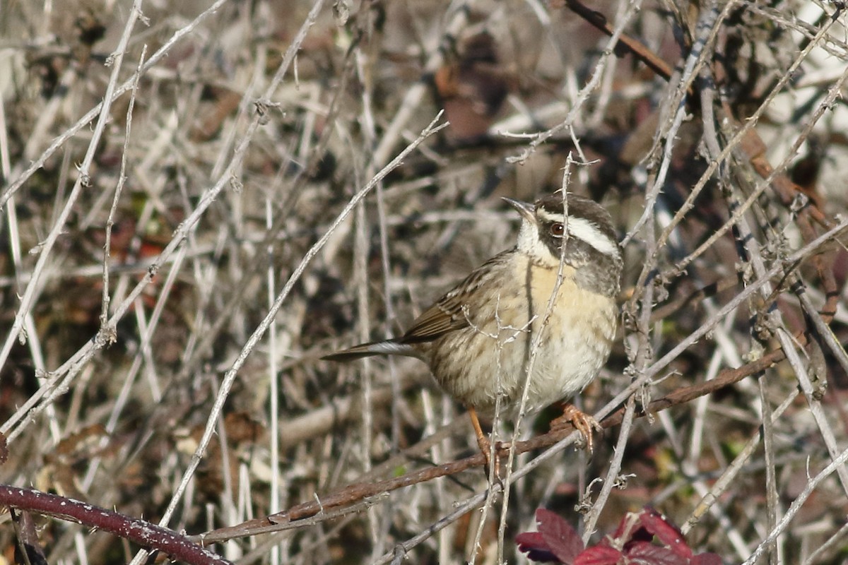 Radde's Accentor - ML628414709