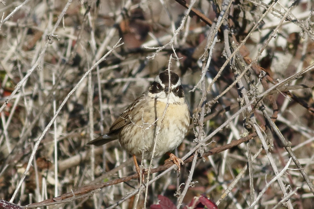 Radde's Accentor - ML628414710