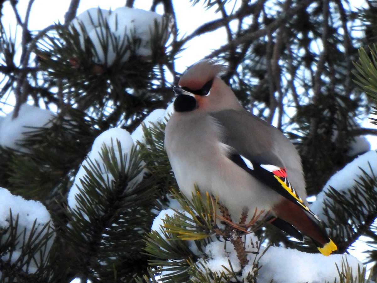 brkoslav severní - ML628414769