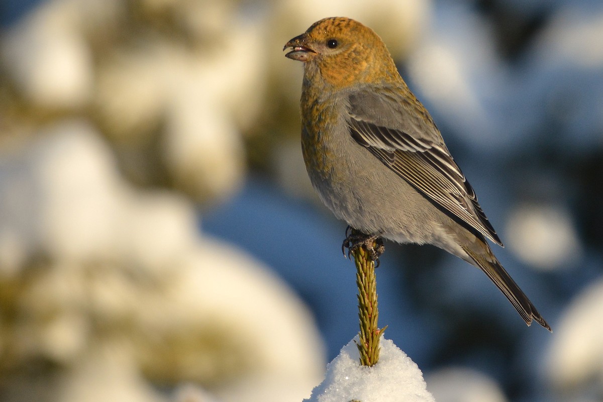 hýl křivčí - ML628414788