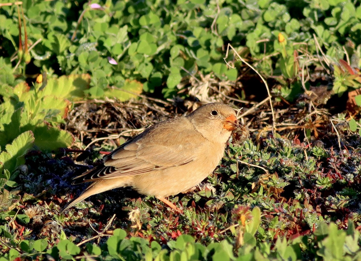 Trumpeter Finch - José Aurelio Hernández