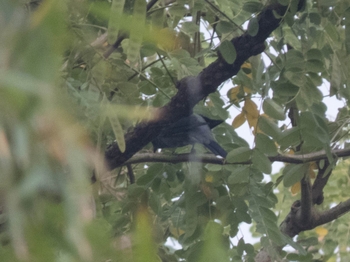 Black-winged Cuckooshrike - ML628414834