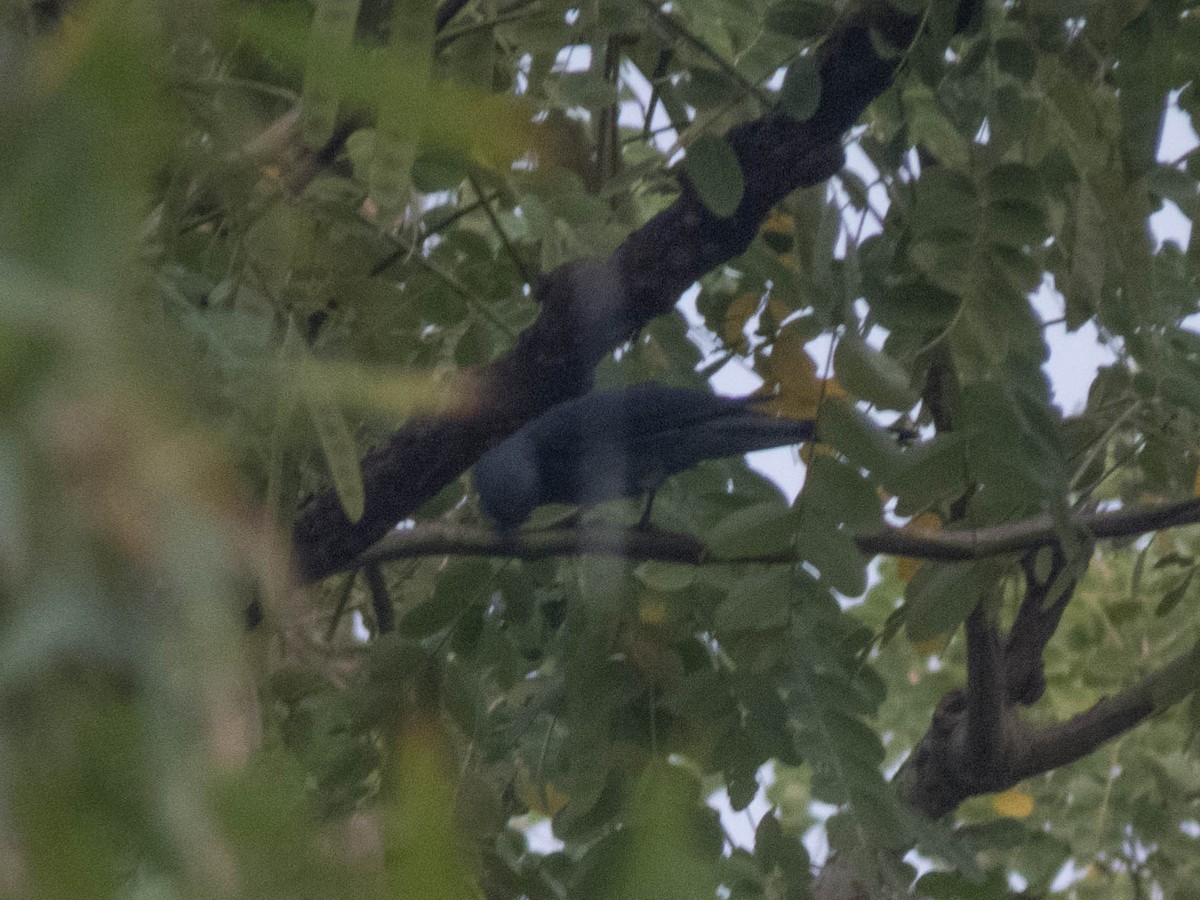 Black-winged Cuckooshrike - ML628414835