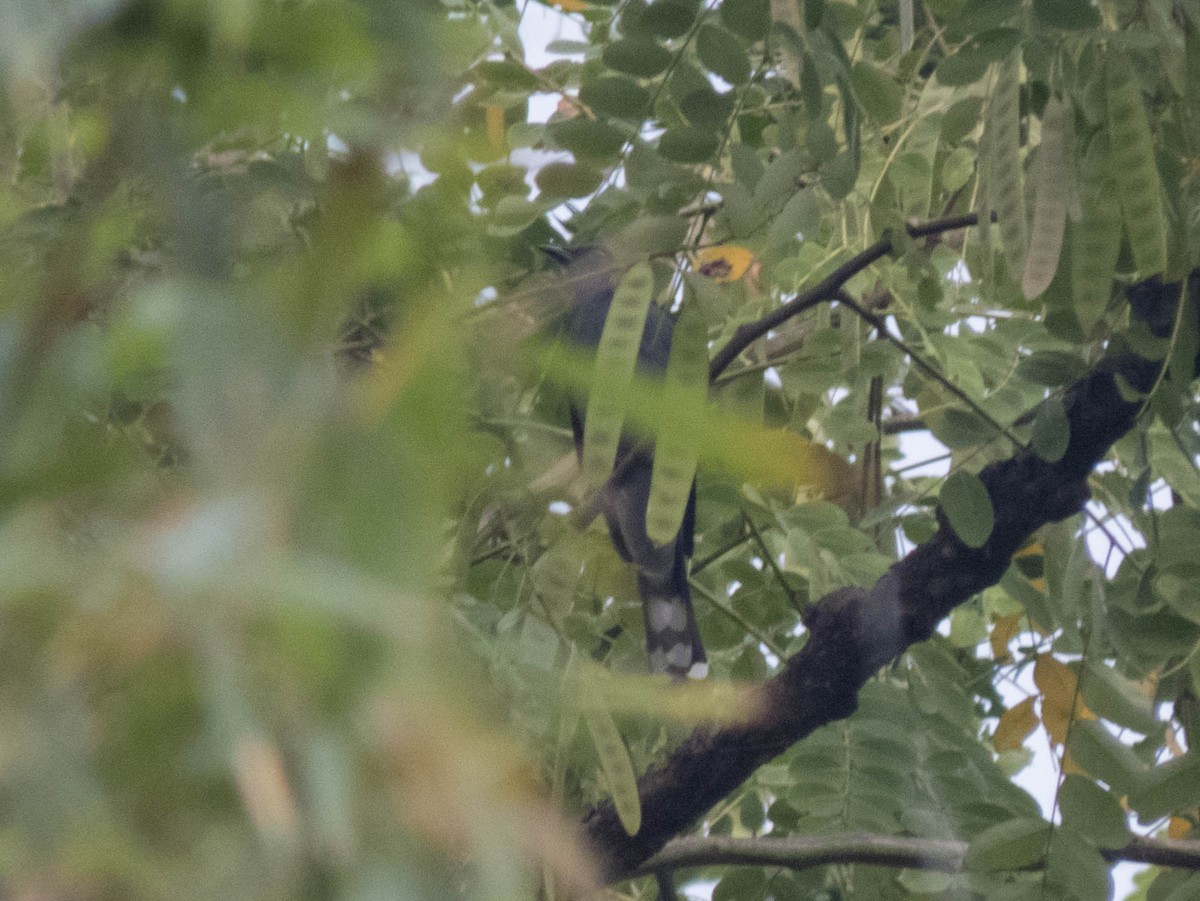 Black-winged Cuckooshrike - ML628414836