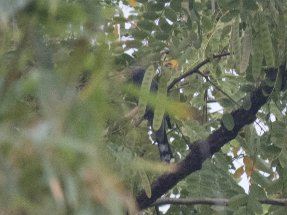 Black-winged Cuckooshrike - ML628414837