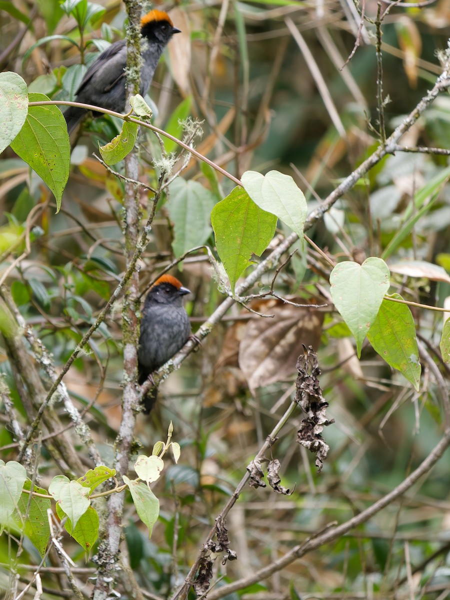 Cuzco Brushfinch - ML628414887