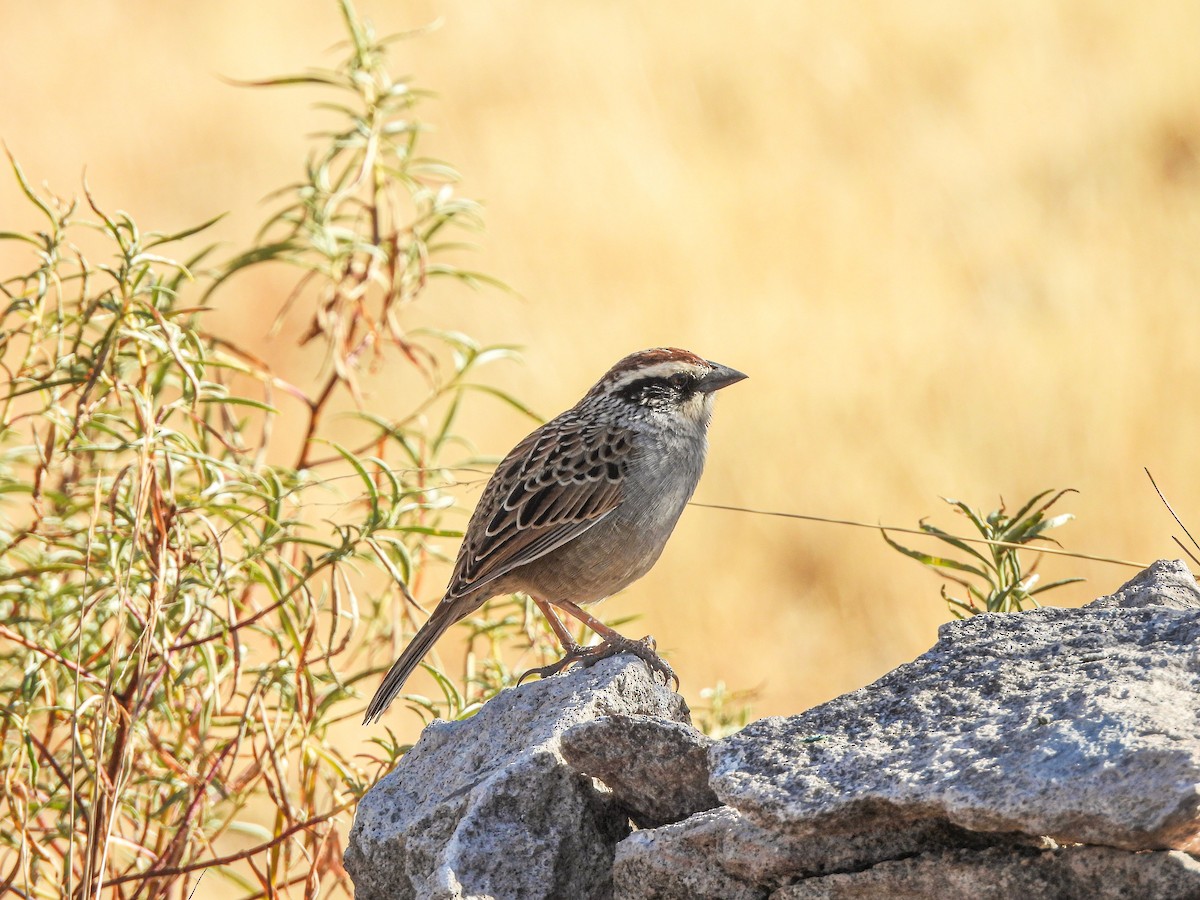 Striped Sparrow - ML628414923