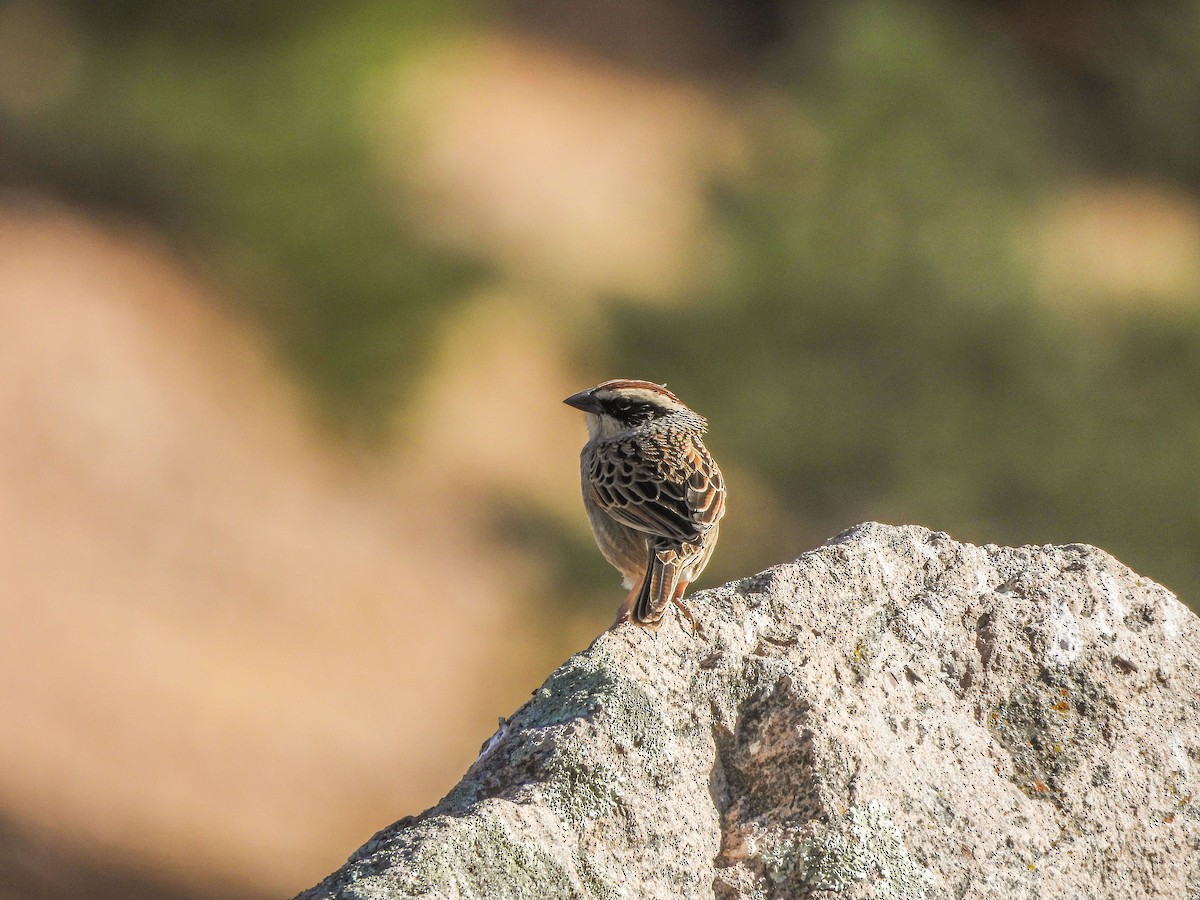 Striped Sparrow - ML628414924