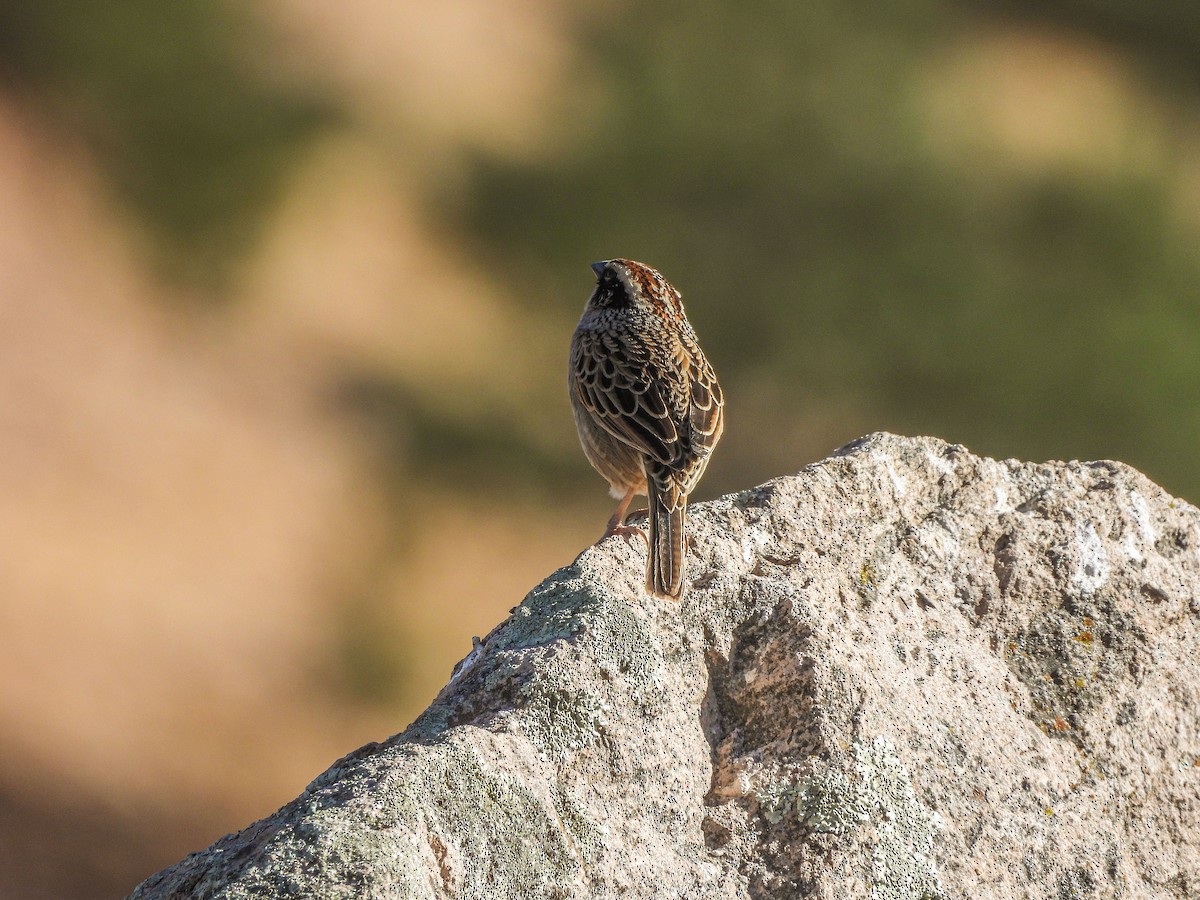 Striped Sparrow - ML628414925