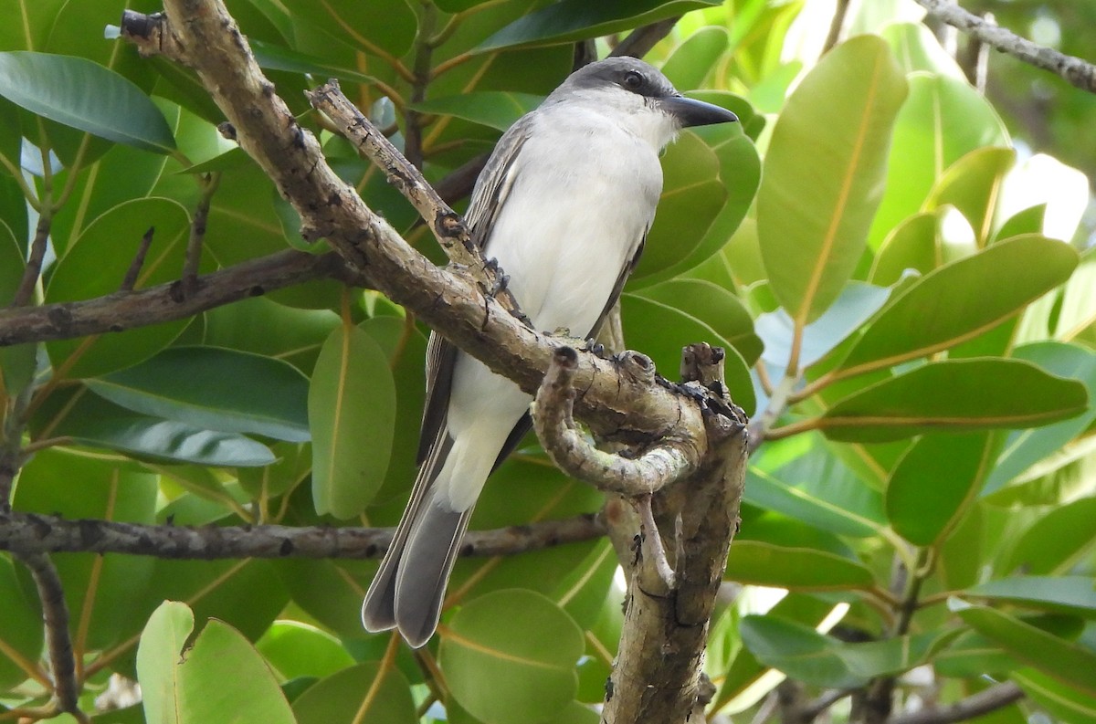 Gray Kingbird - ML628414933