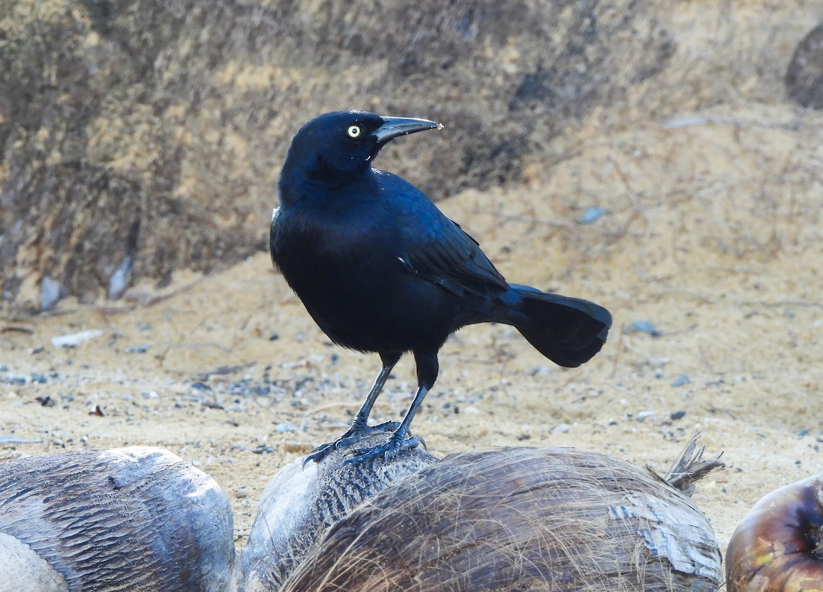 Greater Antillean Grackle - ML628414982