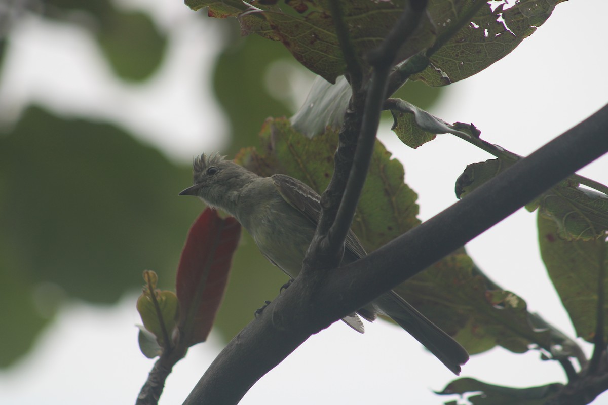 Yellow-bellied Elaenia - ML628415053