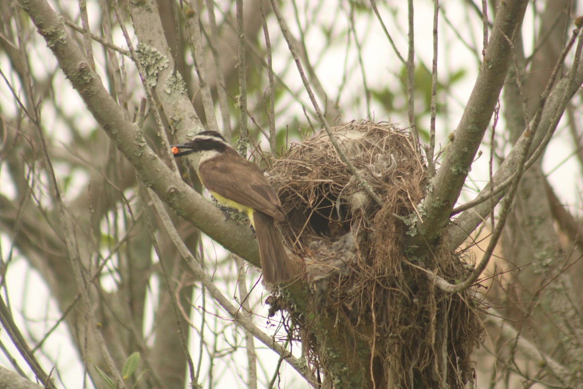 Great Kiskadee - ML628415092