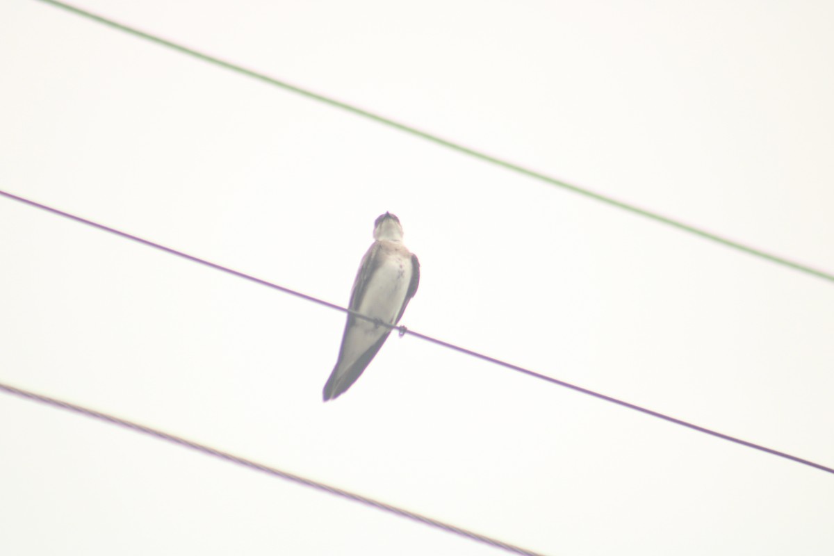 Gray-breasted Martin - ML628415160