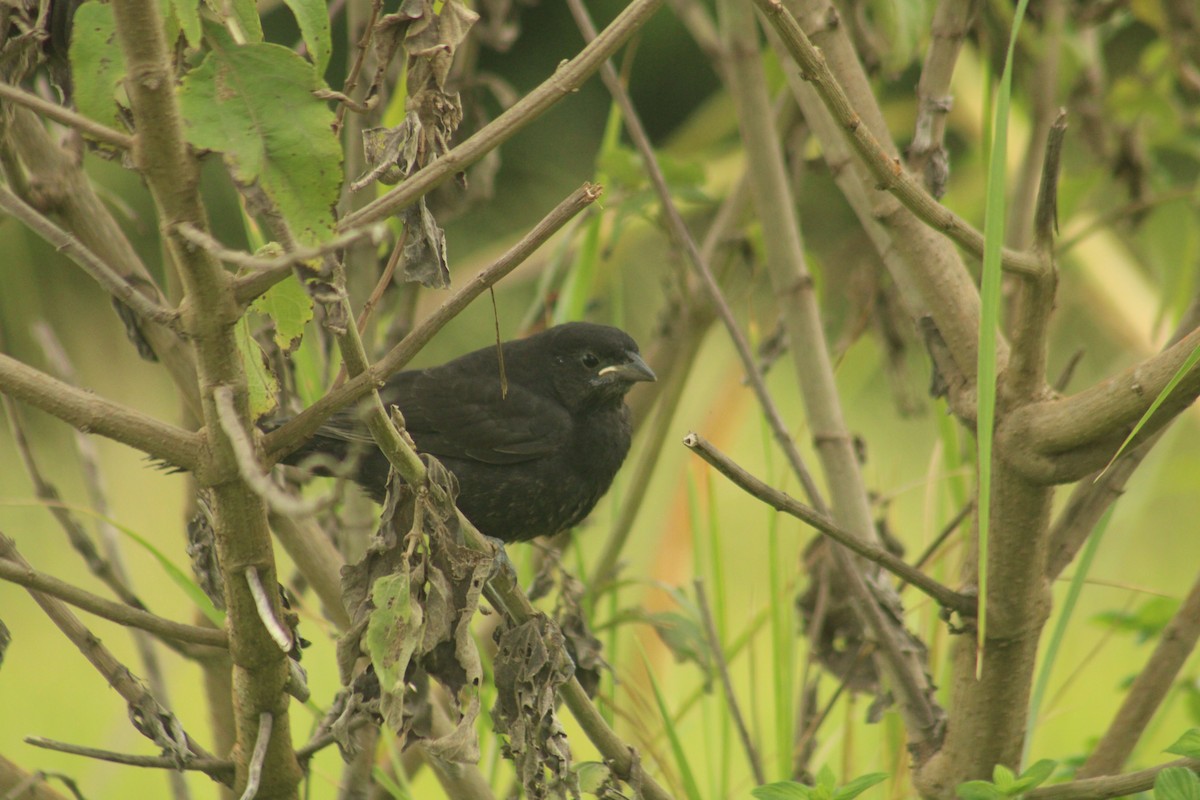 Shiny Cowbird - ML628415171