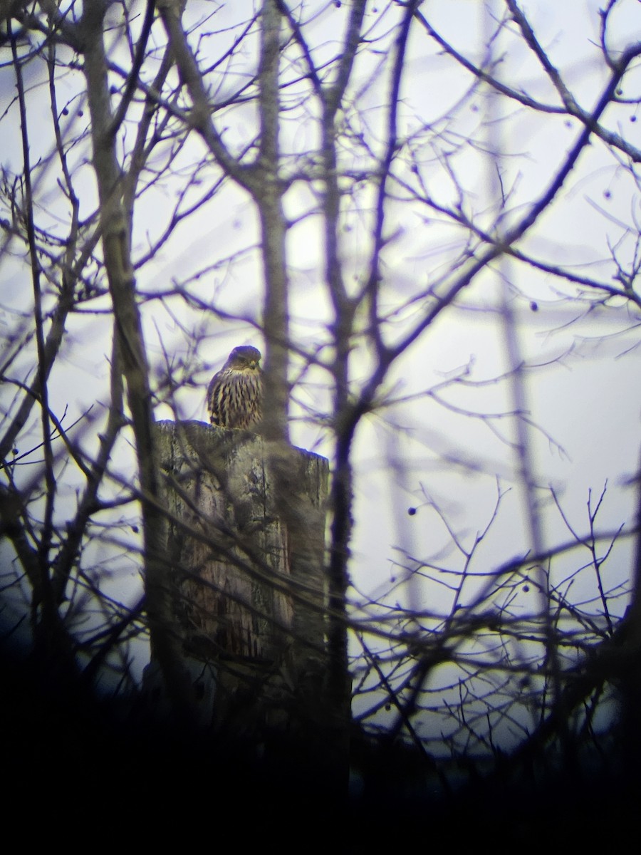 Merlin - ML628415174