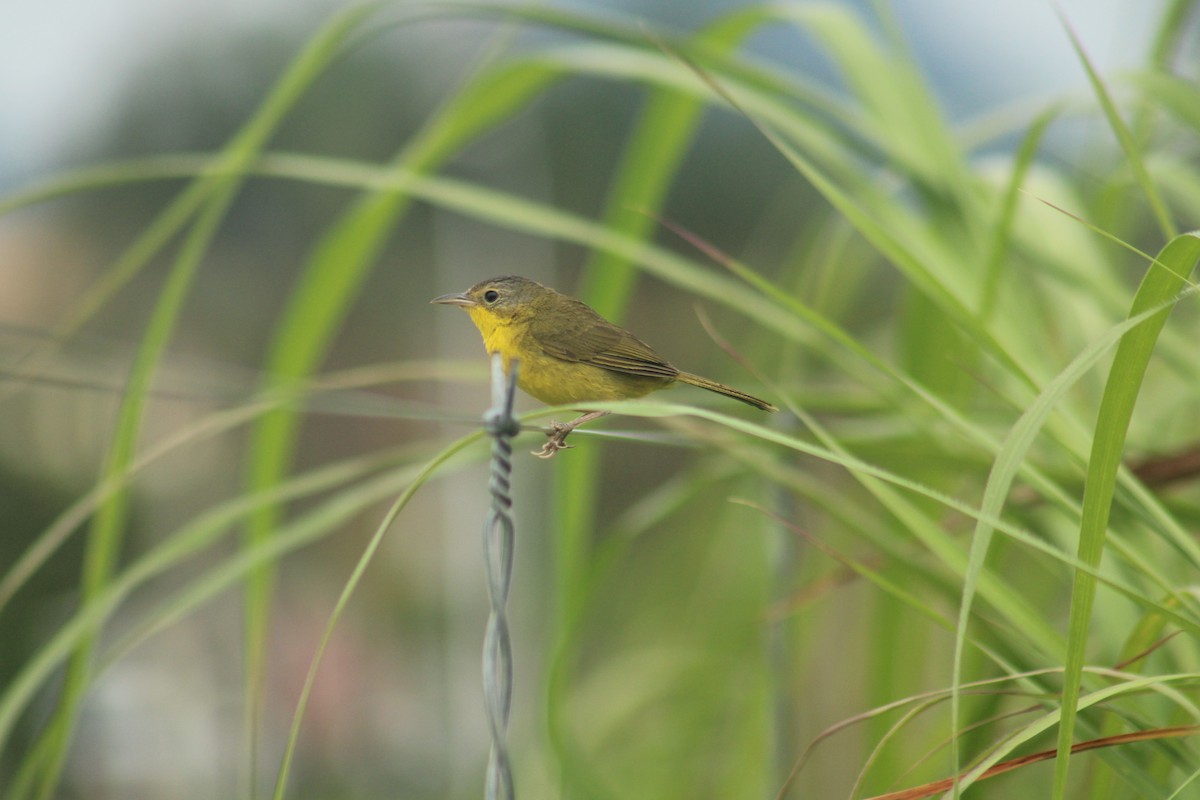 Southern Yellowthroat - ML628415178