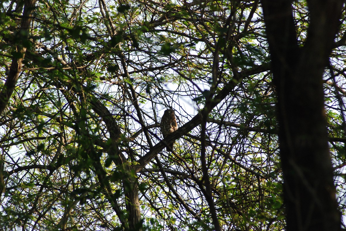 Brown Boobook - ML628415311