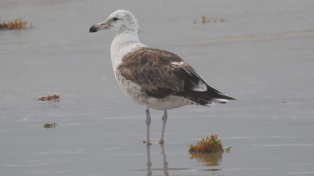 ml628415334-kelp-gull-macaulay-library