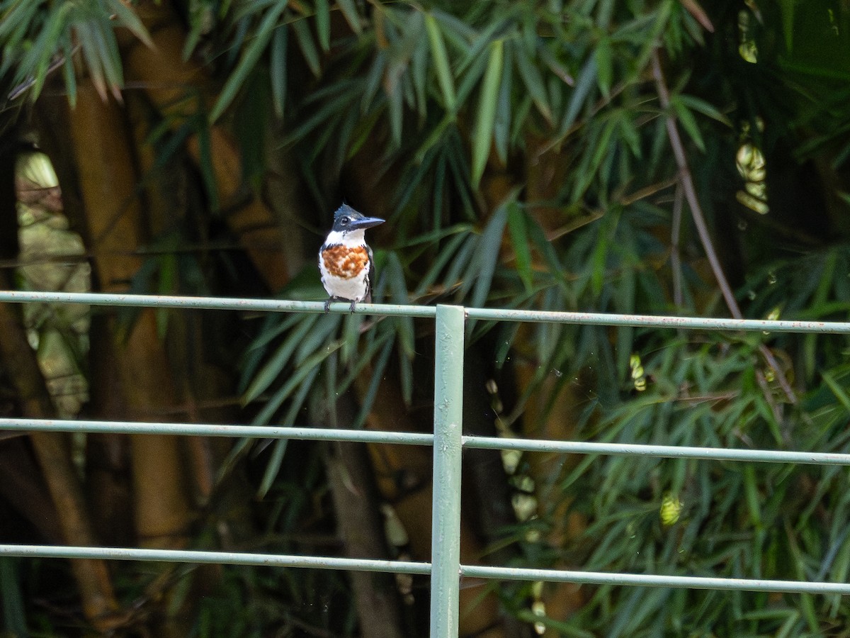 Amazon Kingfisher - ML628415335