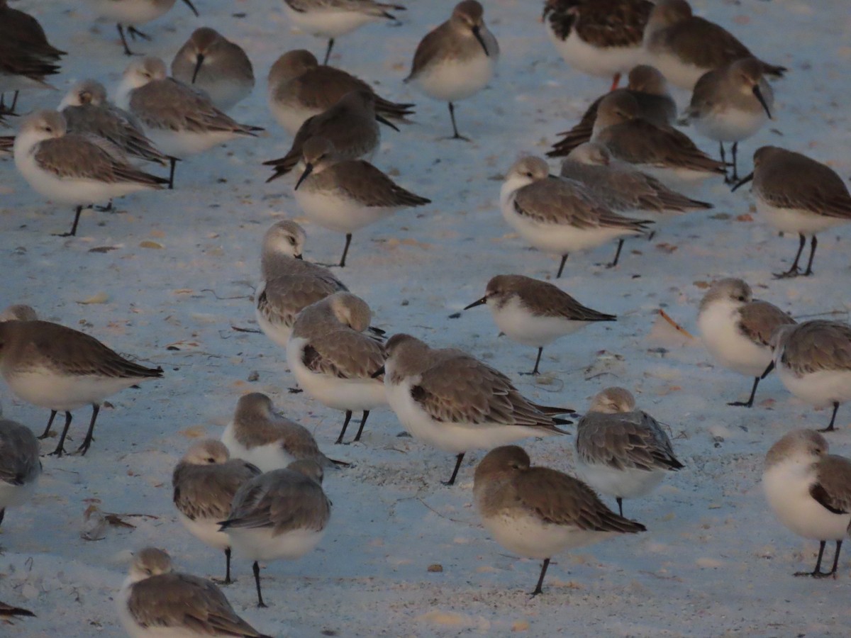 Western Sandpiper - ML628415390