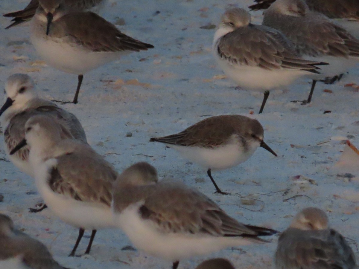 Western Sandpiper - ML628415391
