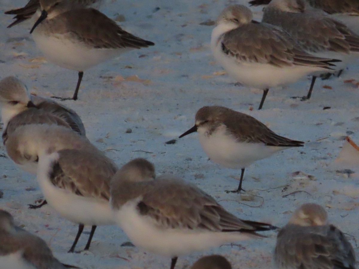 Western Sandpiper - ML628415392