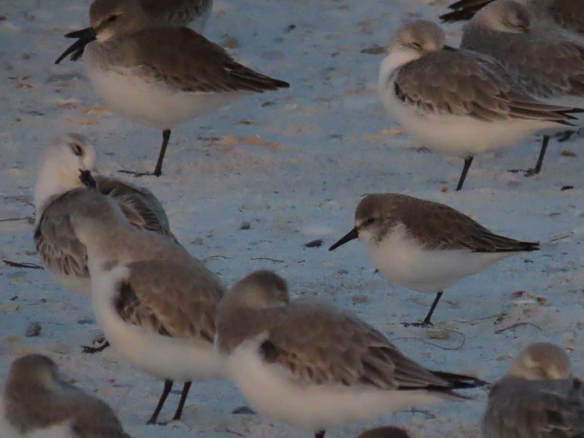 Western Sandpiper - ML628415393
