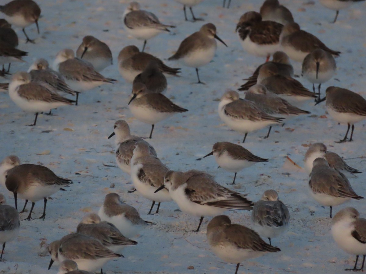 Western Sandpiper - ML628415394