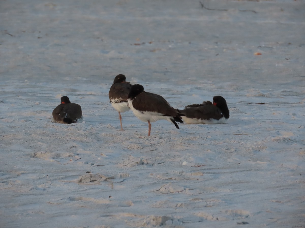 American Oystercatcher - ML628415415