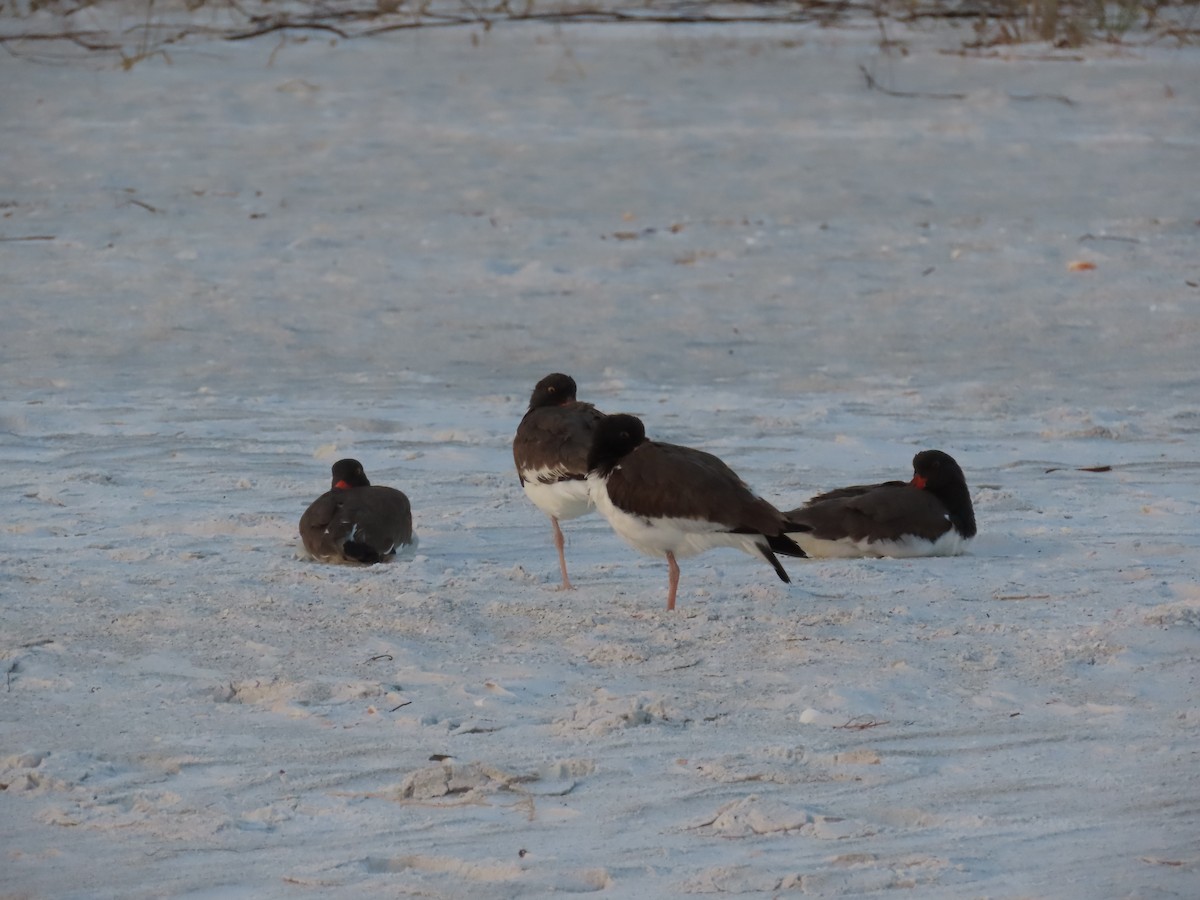 American Oystercatcher - ML628415416