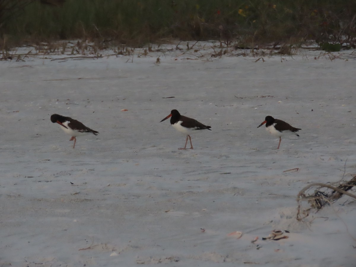 American Oystercatcher - ML628415417