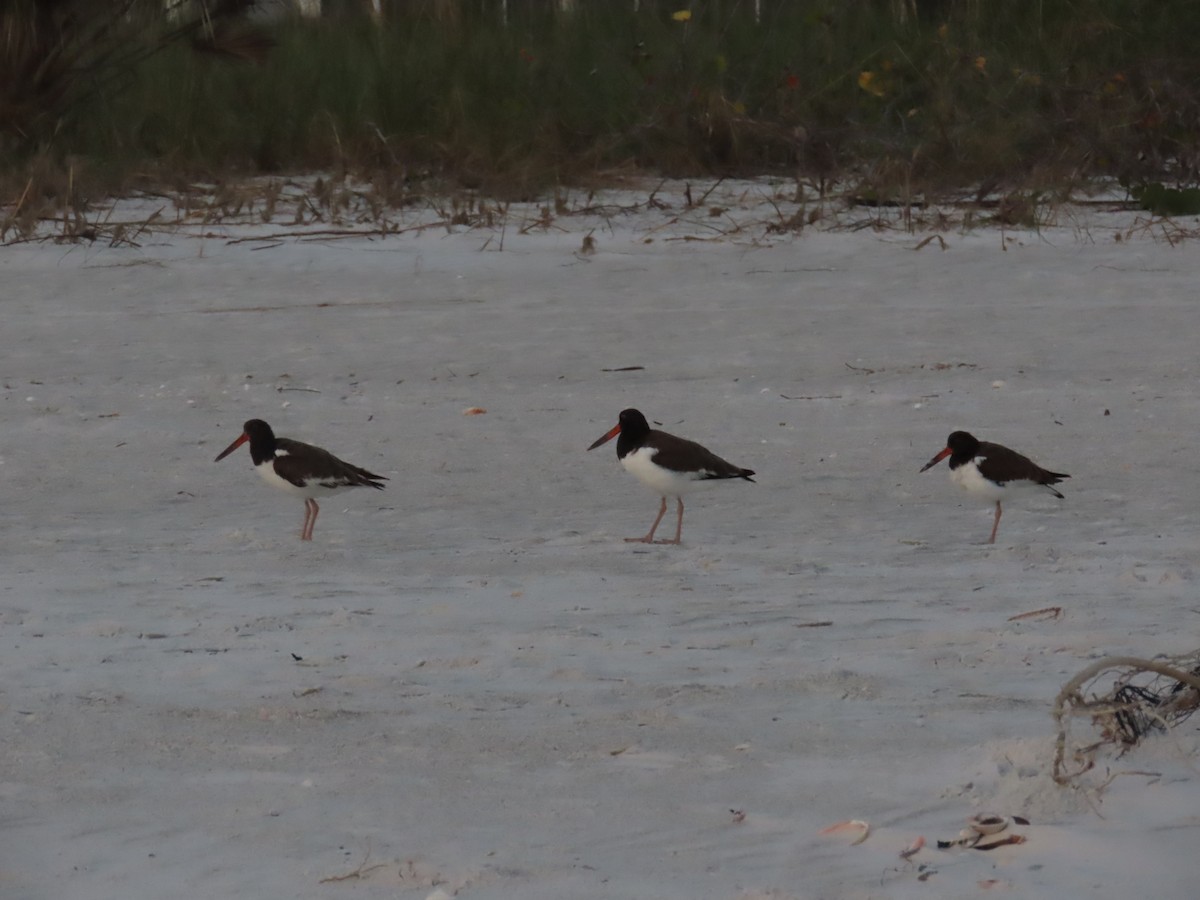 American Oystercatcher - ML628415419