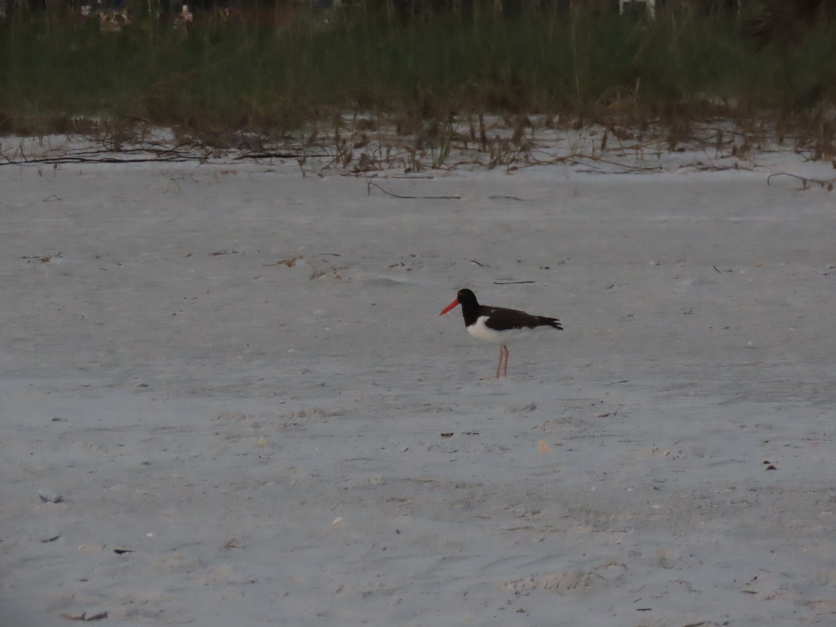 American Oystercatcher - ML628415420