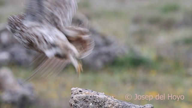 Little Owl (Little) - ML628415483