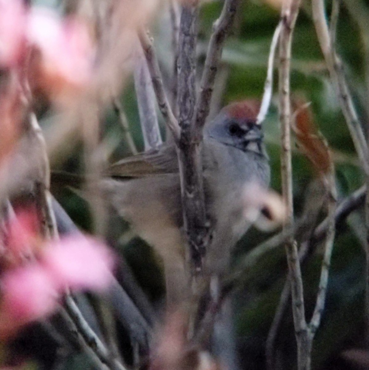 Green-tailed Towhee - ML628415593