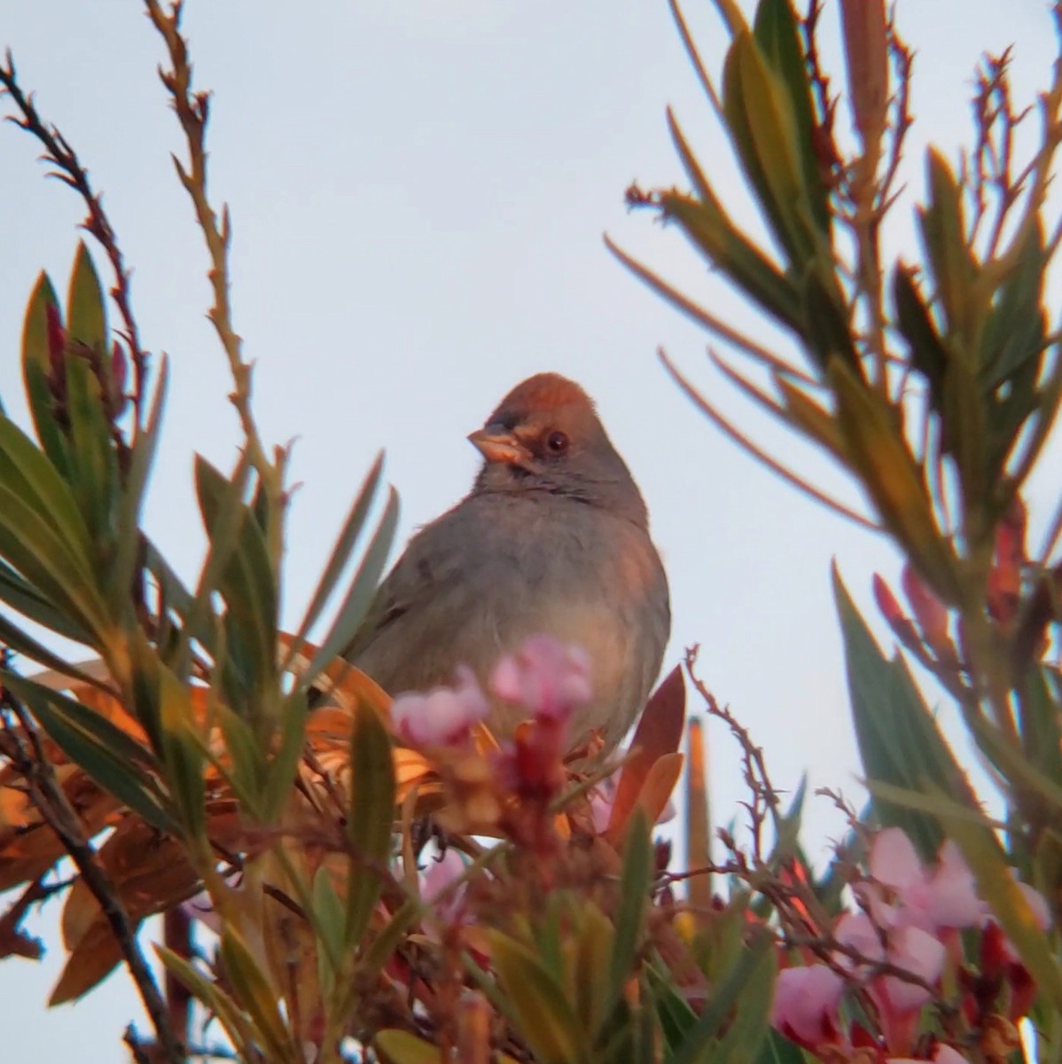 Green-tailed Towhee - ML628415594